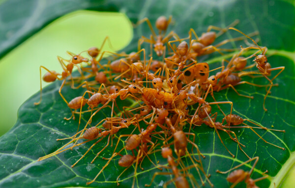 一群搬瓢虫的蚂蚁图片