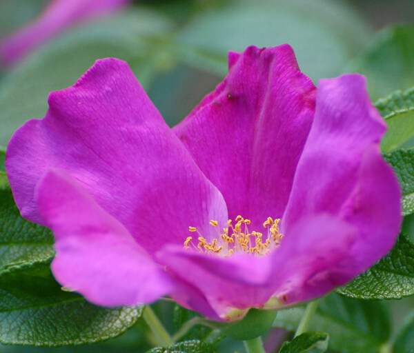 位圖植物攝影寫實(shí)花卉花朵數(shù)碼照片免費(fèi)素材