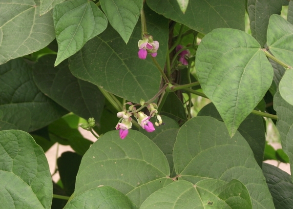 四季豆花