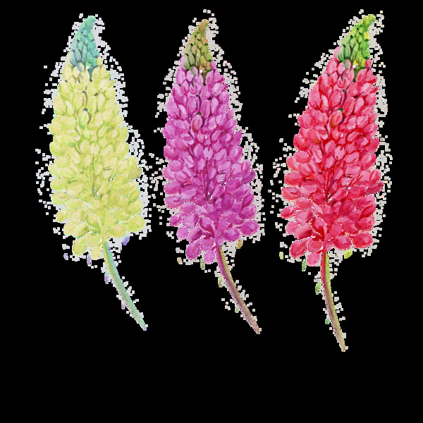 鲁冰花花卉PNG透明素材