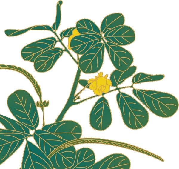 決明子植物