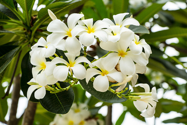 白色花朵綠葉圖片