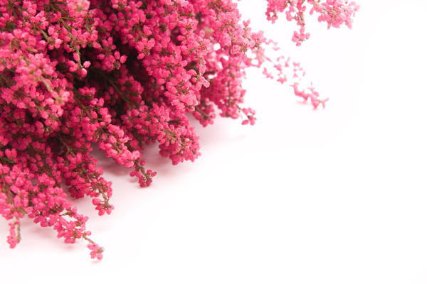 花束圖片