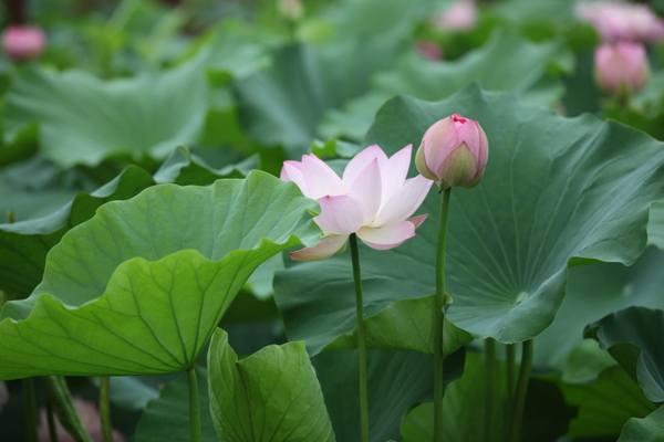 荷花