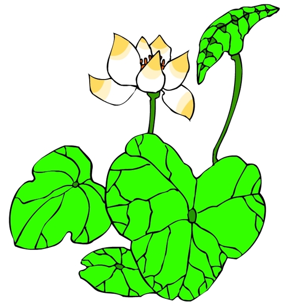 花卉古典插畫