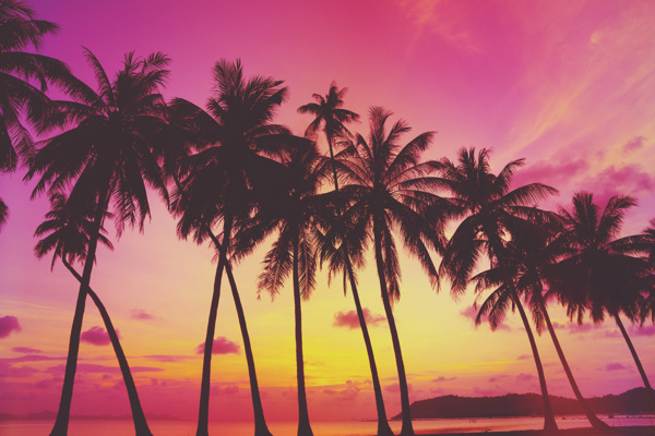椰子树晚霞海边风景图片