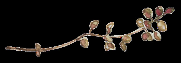 可愛(ài)清新小植物透明素材