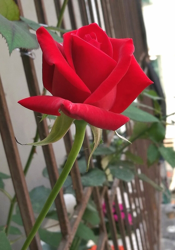 攀在栏杆外的红玫瑰