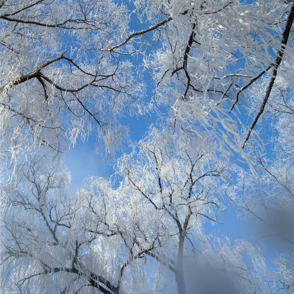 树木上的冰花摄影