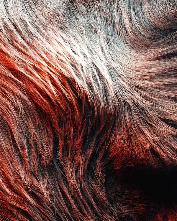 C4D模型动物毛发毛毯狼毛图片