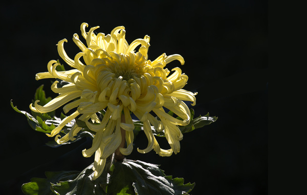 秋菊
