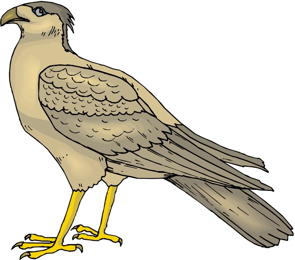 各種鳥類鳥動物矢量素材EPS格式0852