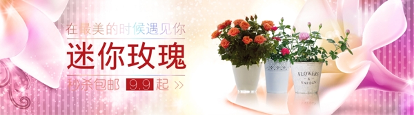 玫瑰海報(bào)