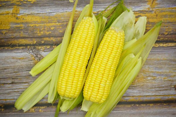 高清玉米摄影图图片