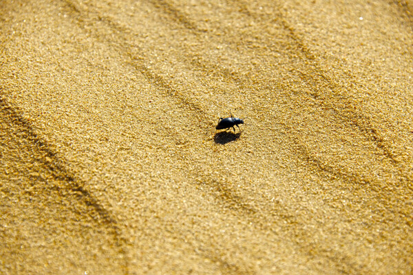 沙漠里的黑色拟步甲昆虫图片