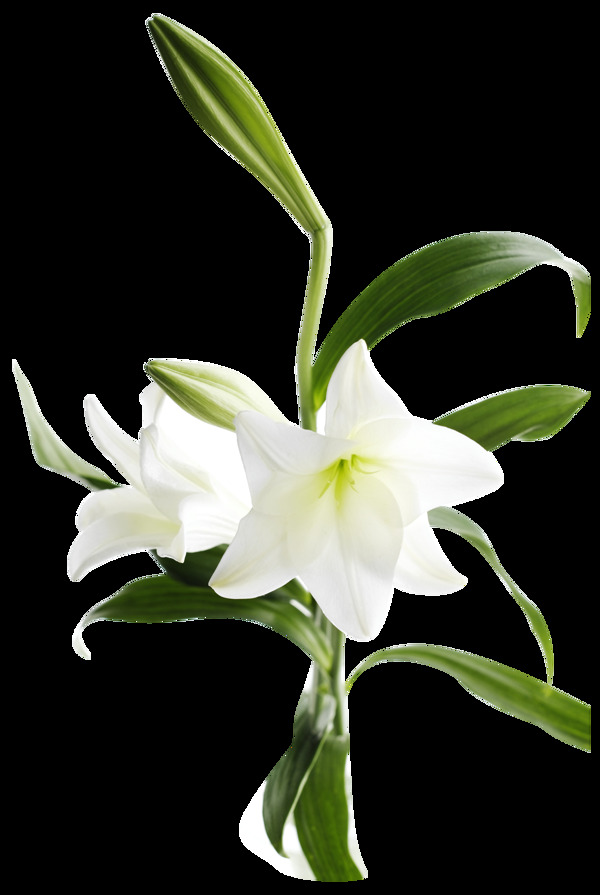 小清新白色花朵元素