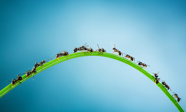 草上面的蚂蚁图片