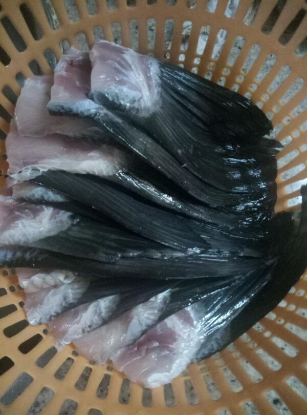 魚尾