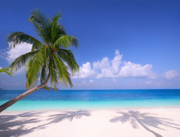 沙滩与椰子树图片