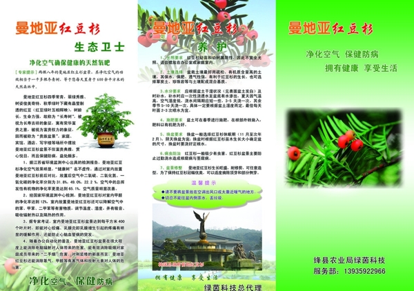红豆杉植物图片