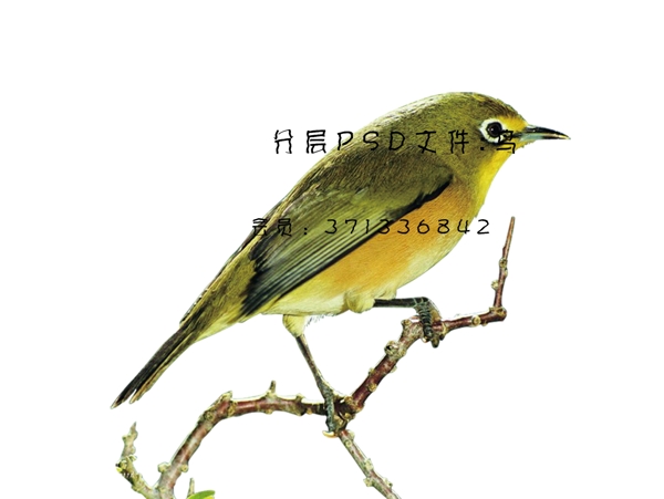 鳥圖片