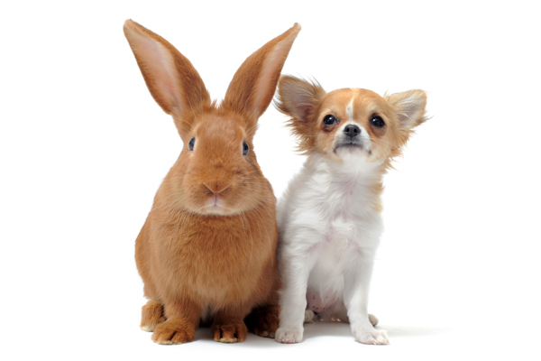 小兔子和小狗