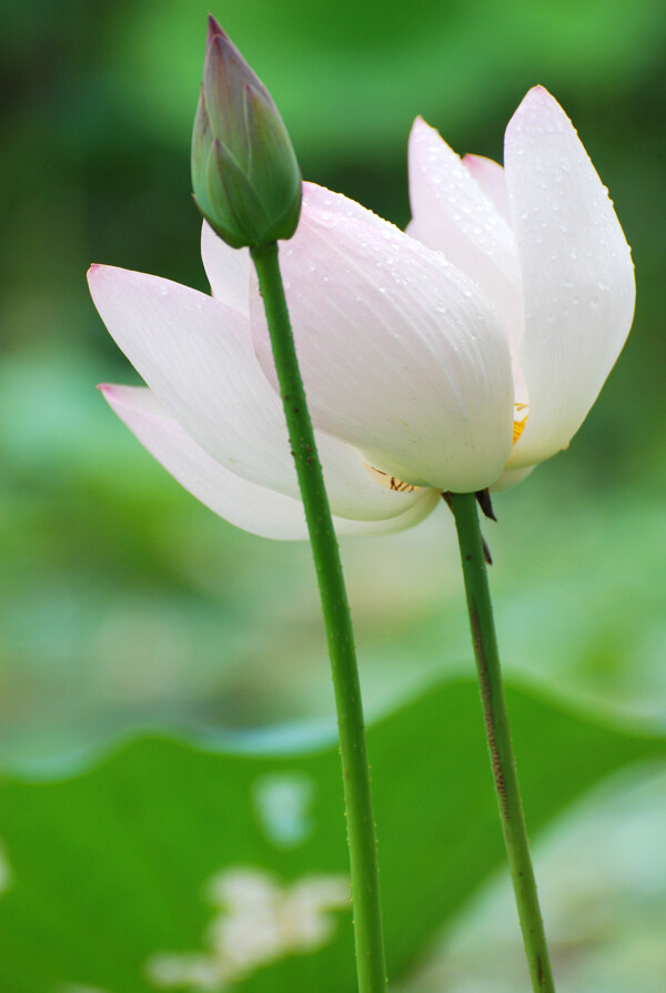 早晨荷花圖片