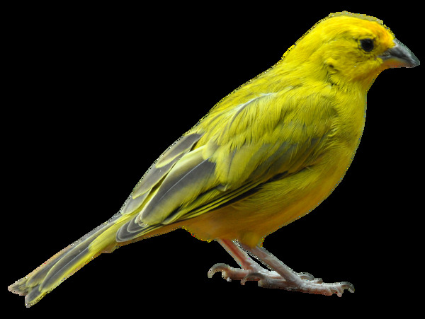 黄绿色小鸟图片免抠png透明图层素材