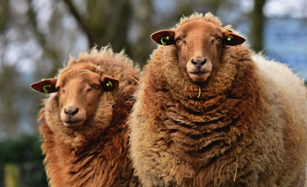羊羊毛绵羊羊群绵羊群