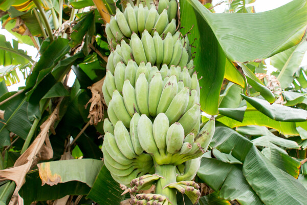 香蕉