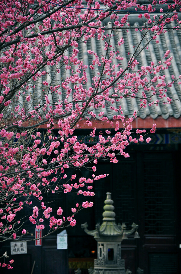 梅花圖片