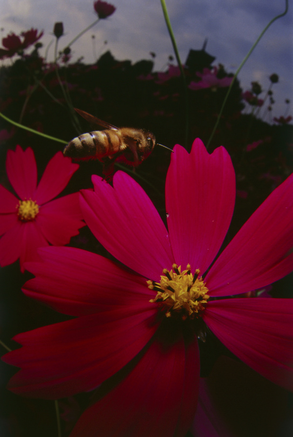 在花丛中飞的小蜜蜂图片
