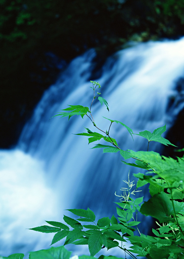 樹植物水風(fēng)景