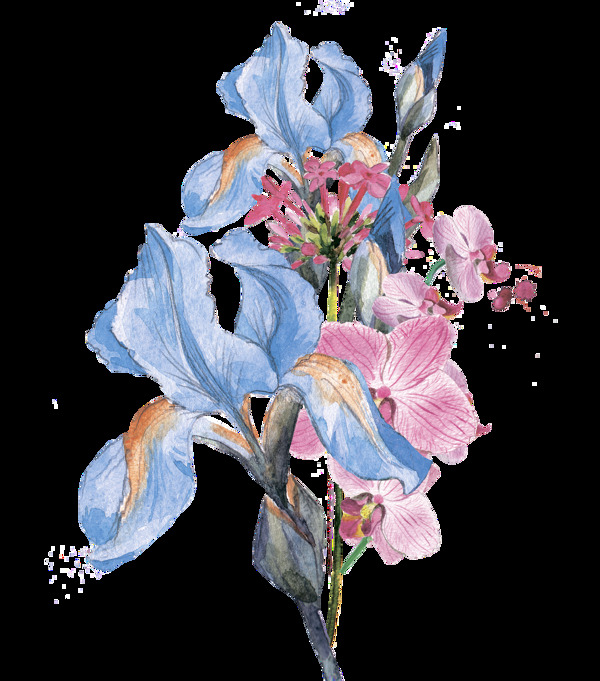 手绘水彩夏堇花和鸢尾花png透明素材