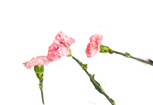 三朵粉色绽放花朵