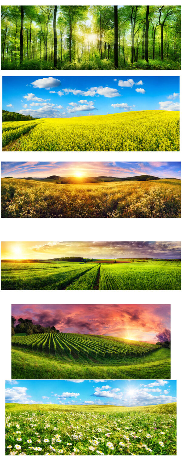 森林背景
