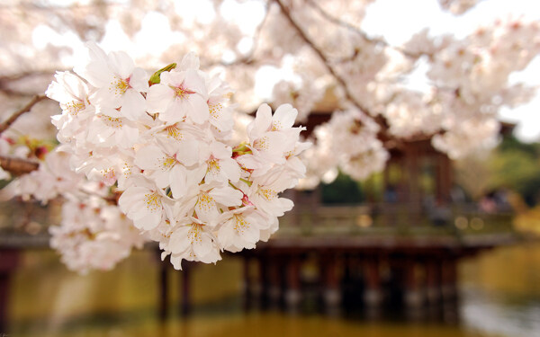 花瓣下的建筑