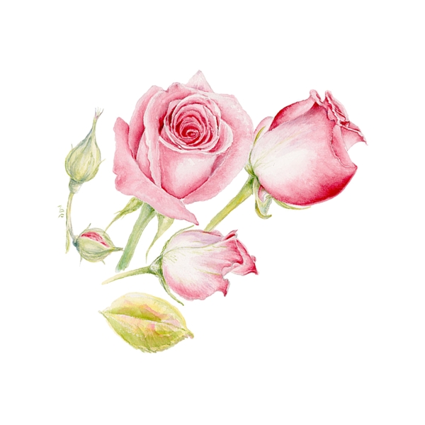 手绘玫瑰花卉PNG透明素材