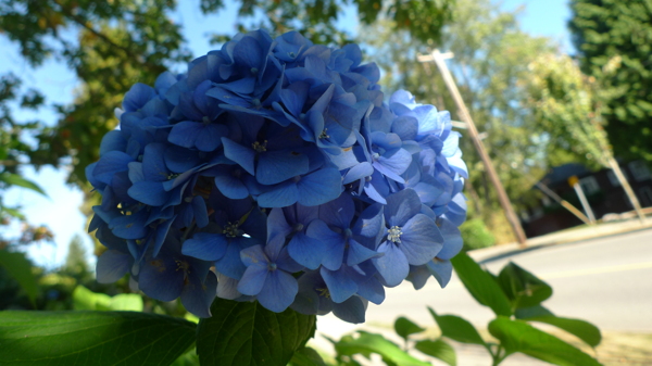 藍(lán)色花朵圖片