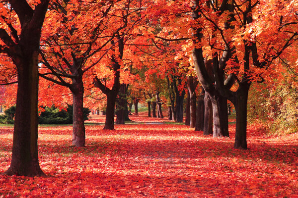 秋天火红的枫叶林