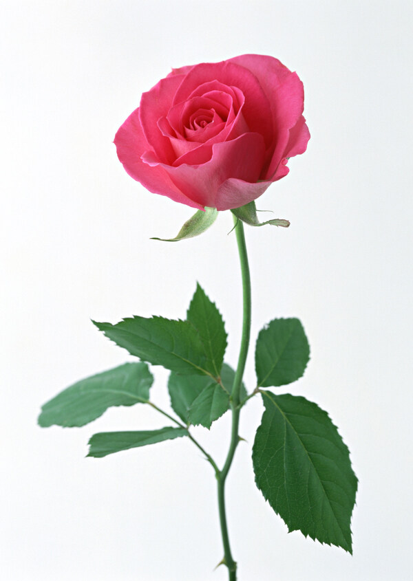 鮮花圖片