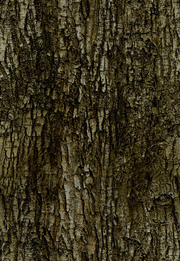 Tree樹02