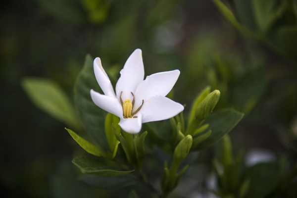 栀子花