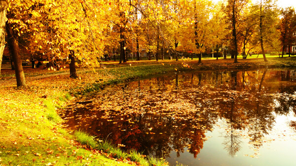 美丽的秋天树木景色图片