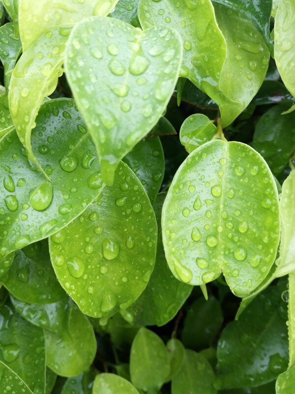 雨后新葉