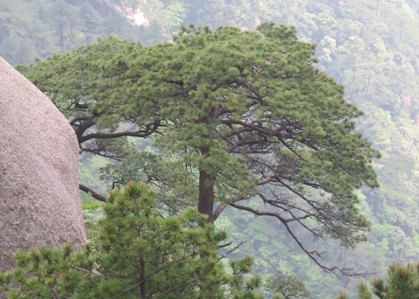 迎客松