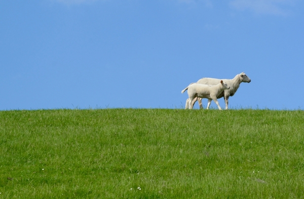 蓝天草地绵羊