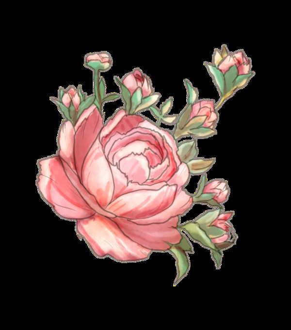 粉色鲜花和它的花骨朵透明装饰图案