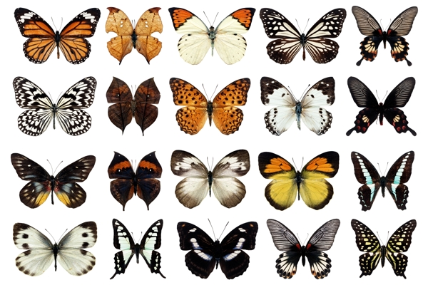 100种蝴蝶PSD分层清晰2