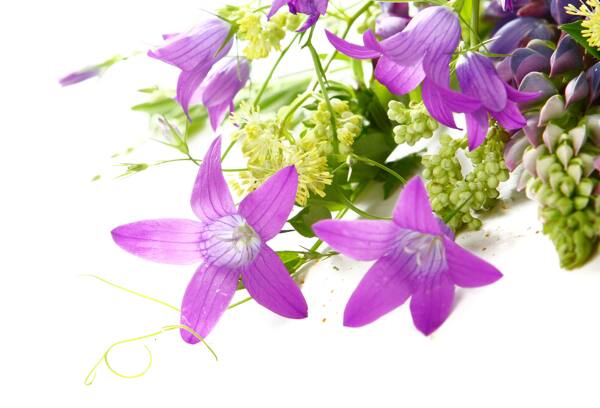 紫红色鲜花花束图片素材